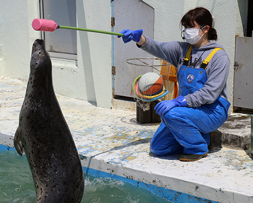 水族館アザラシショー再開 エサやりも | 稚内プレス社