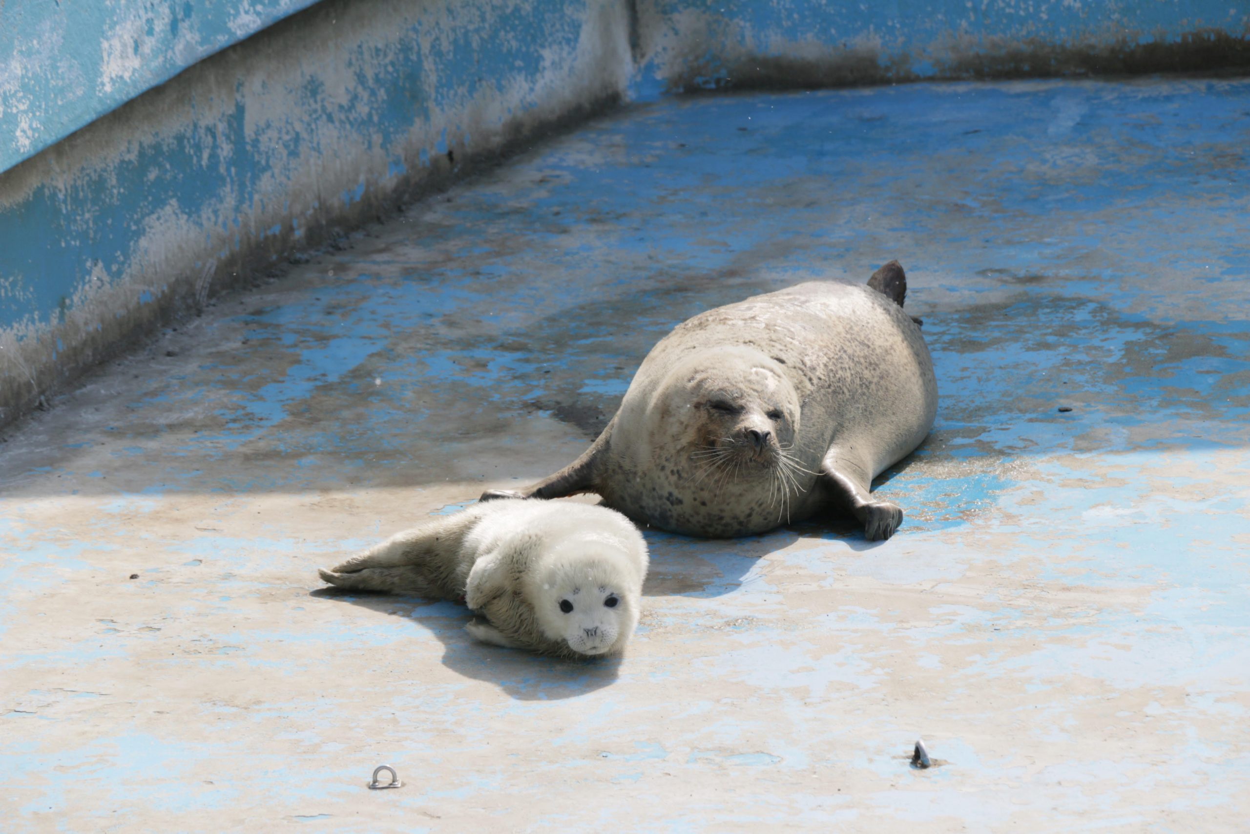 アザラシ赤ちゃん誕生 寒流水族館 白い産毛 愛らしく | 稚内プレス社