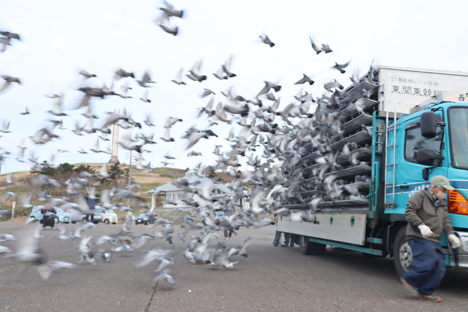 稚内公園から鳩スタート 早朝、1758羽飛び立つ | 稚内プレス社
