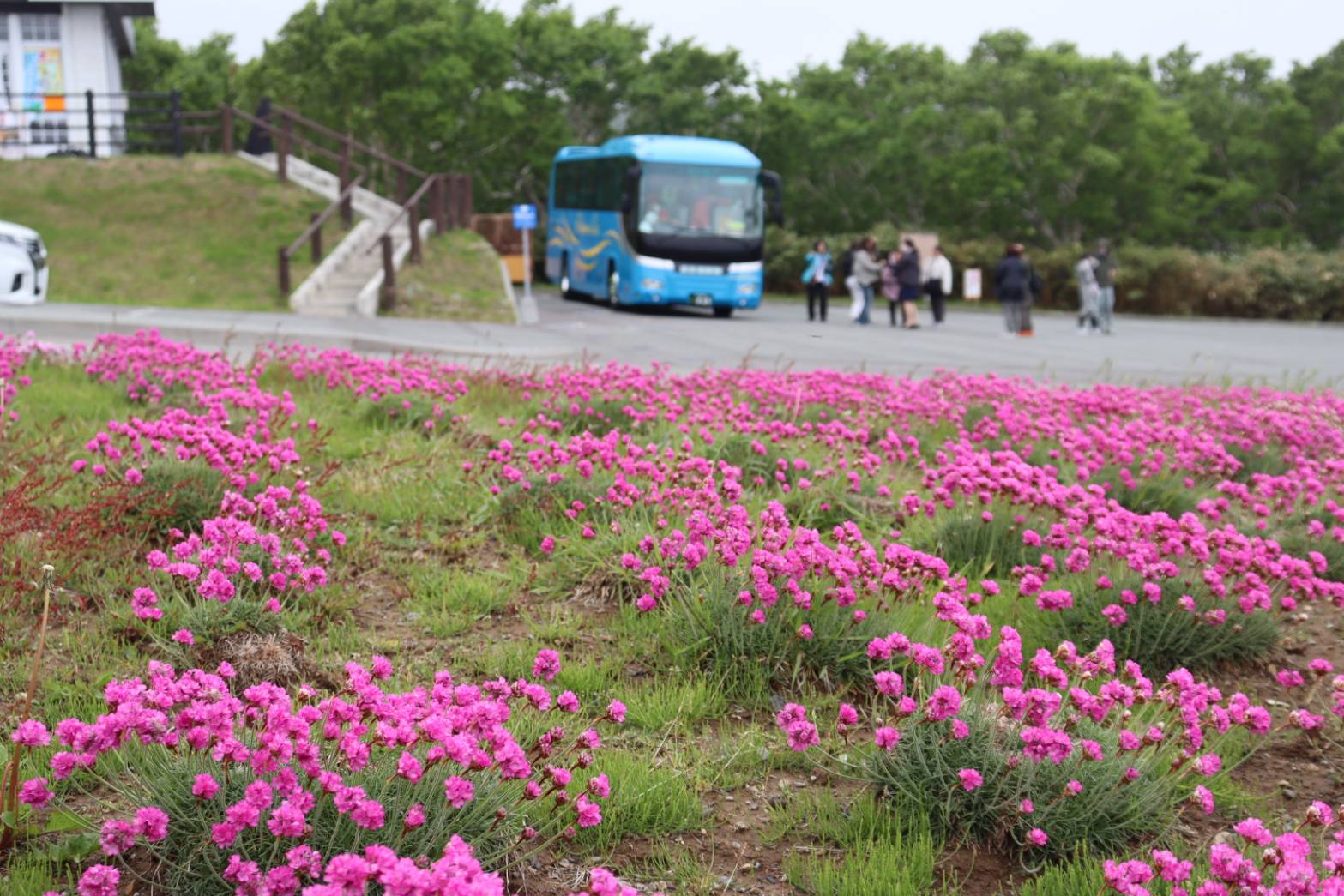 ピンクの花じゅうたん 稚内公園、宗谷岬公園でアルメリア | 稚内プレス社