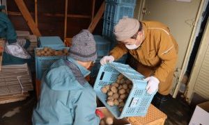 薩摩酒造に原料イモ発送 勇知いも研究会 再来年販売用として | 稚内