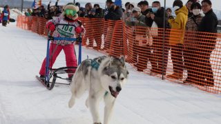デパートメントBABIES　犬ソリ 20230307_ichimai_thum.jpg