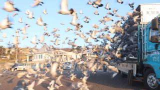 稚内公園から一斉に飛翔 国内最長の鳩レース | 稚内プレス社